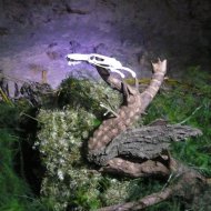 Dragon dans son nid