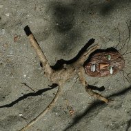 Poupée vaudou