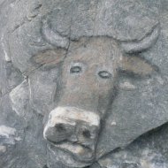 La vache